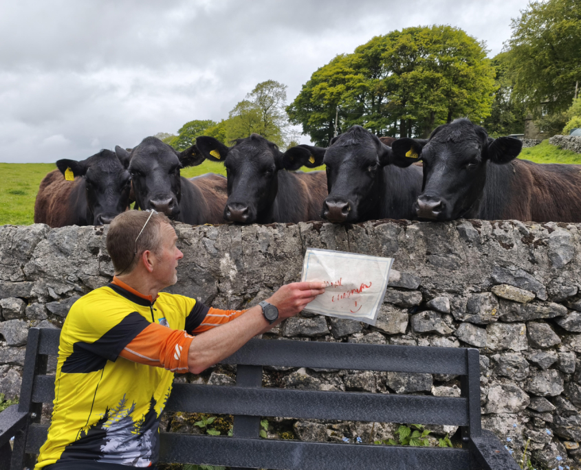 Mark Chapman Cows